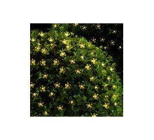 50 Ledli Solar Çiçekli Günışığı Bahçe Aydınlatma Dekorasyon Güneş Enerjili ( 8 Modlu )