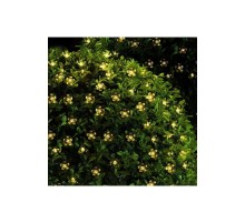 50 Ledli Solar Çiçekli Günışığı Bahçe Aydınlatma Dekorasyon Güneş Enerjili ( 8 Modlu )