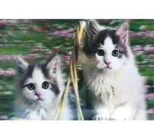 5D Elmas Boyama Sevimli Kediler İkili Kedi Resmi Tablosu 40x60 cm
