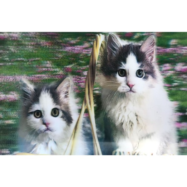 toptan-xml-dropshipping-5D Elmas Boyama Sevimli Kediler İkili Kedi Resmi Tablosu 40x60 cm