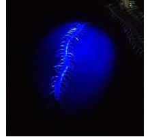 Şeffaf Renk Karanlıkta Parlayan Fosforlu Kırkayak 13 cm 1 Adet