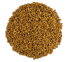 Süpürge Tohumu 1KG