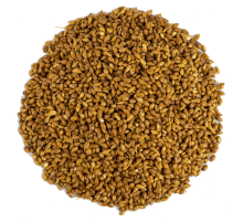 Süpürge Tohumu 1KG