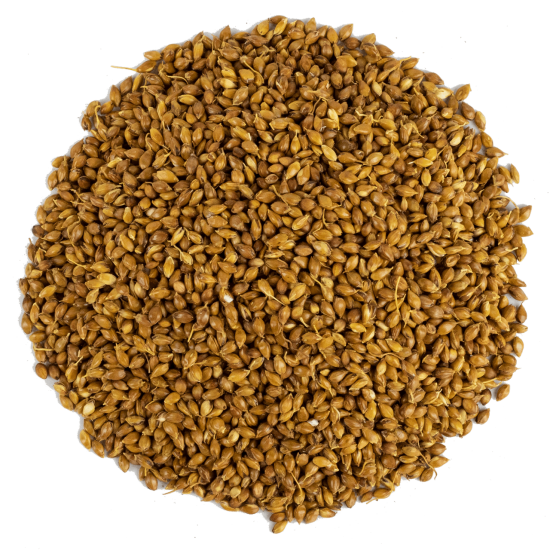 Süpürge Tohumu 1KG