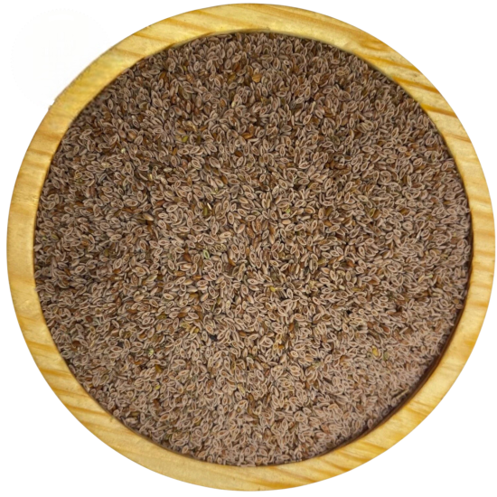 Karnıyarık Tohumu 1KG