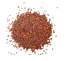 Turp Tohumu 1KG